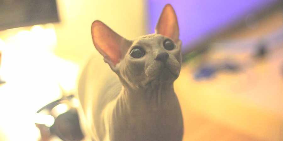 sphynx cat and kittens in Pierce