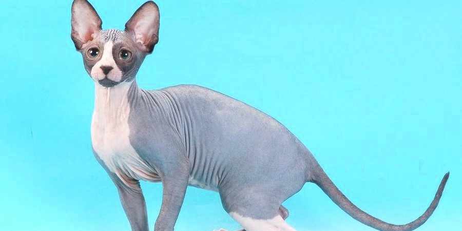 sphynx cat and kittens in Fife