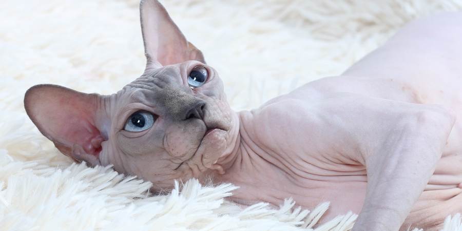 local sphynx  cattery in South East England