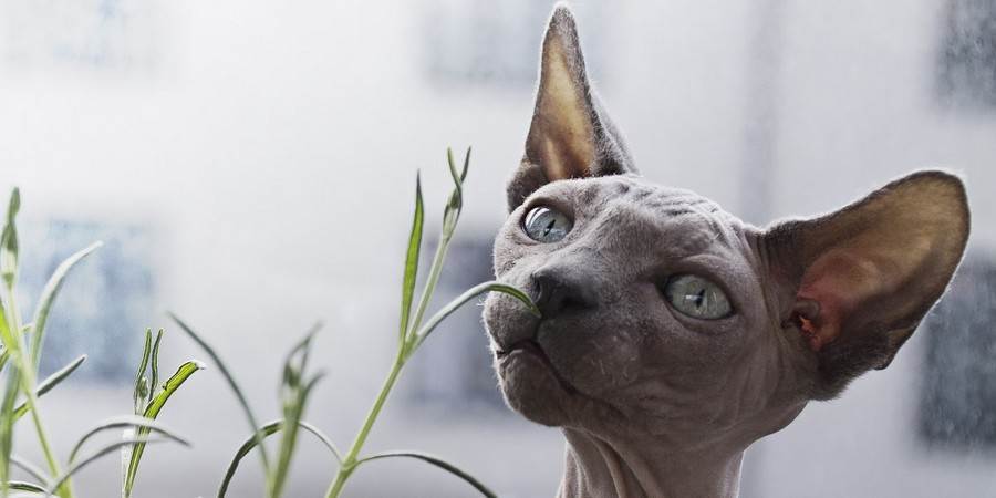 Is Early Desexing Your Pet Safe Sydney Vet Specialists