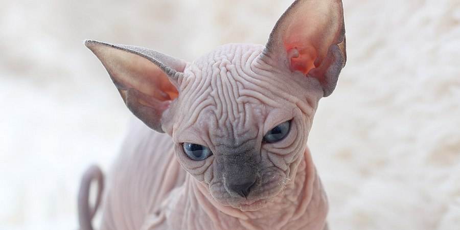 sphynx cat cattery in San Francisco, California (CA)