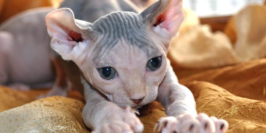 local sphynx cat cattery in Manchester