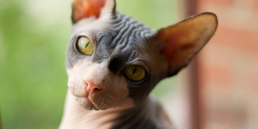 sphynx cattery in Denver, Colorado (CO)