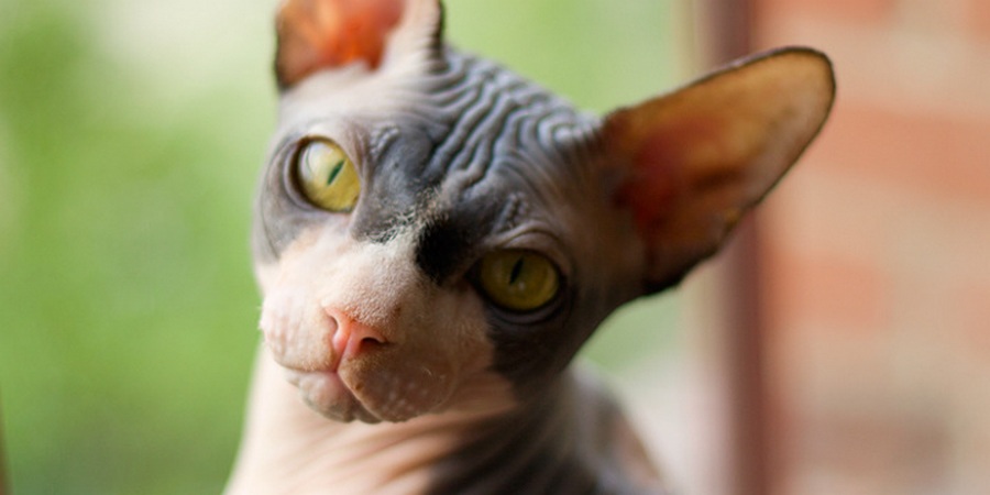 sphynx cat cattery in Fife