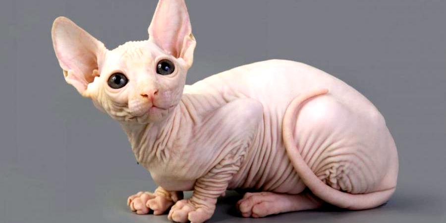 sphynx cats for rehoming