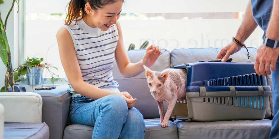 local sphynx cat vet center in Albuquerque