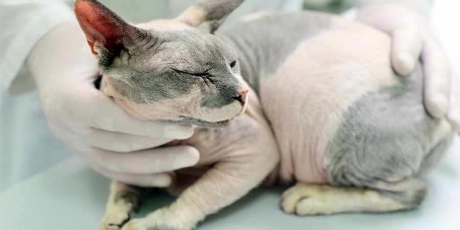 local sphynx  veterenary center in Omaha