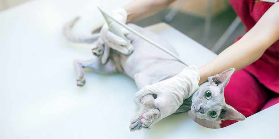 sphynx cat veterenary clinic in San Antonio