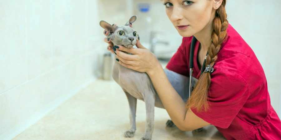 sphynx cat vet center in Seattle