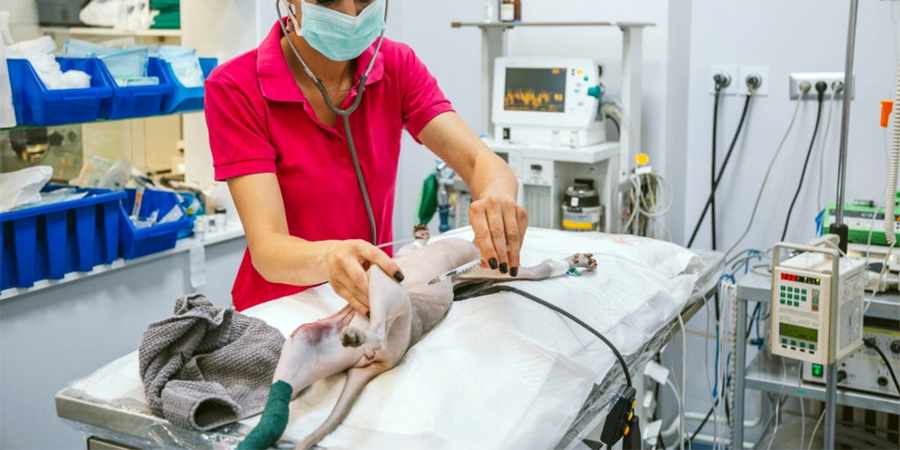 sphynx cat vet center in Houston