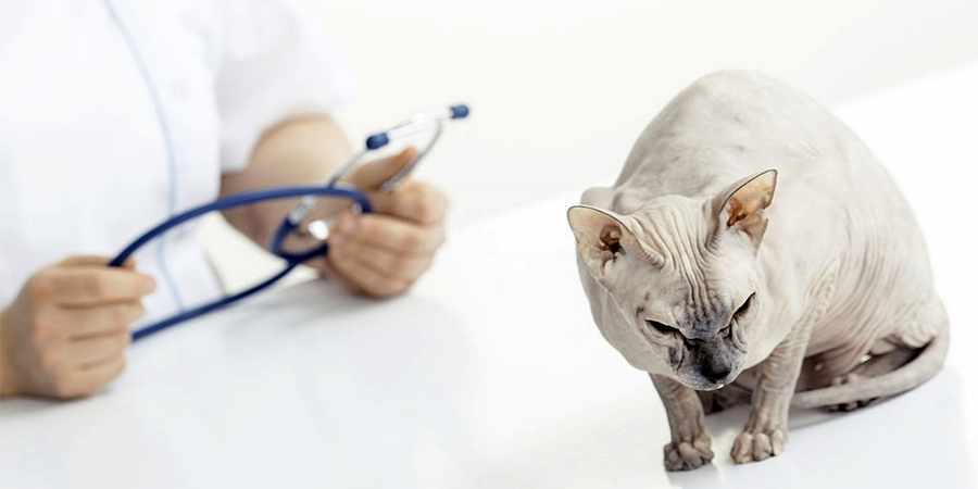 sphynx cat vet center in Mesa