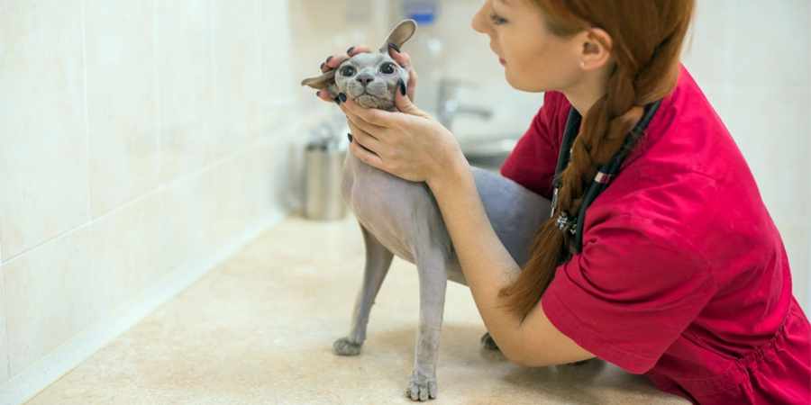 sphynx cat vet center in Dallas