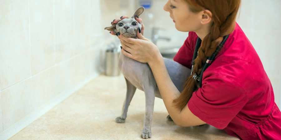 sphynx cat veterenary center in Milwaukee