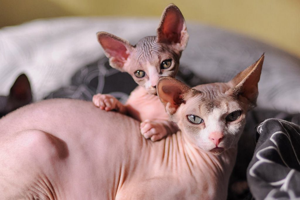 Sphynx cats and Sphynx kittens Sphynx cats and kittens