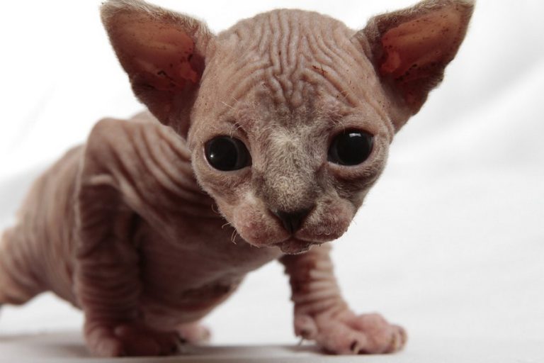 Sphynx Colors & Patterns Sphynx cats and kittens