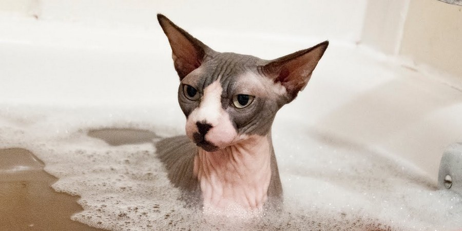 How To Take Care Of A Sphynx Cat Main Things Of Sphynx Cat Care How To Take Care Of A Sphynx Cat Main Things Of Sphynx Cat Care