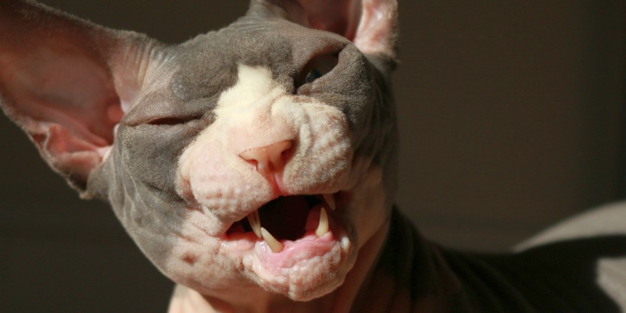 sphynx cat