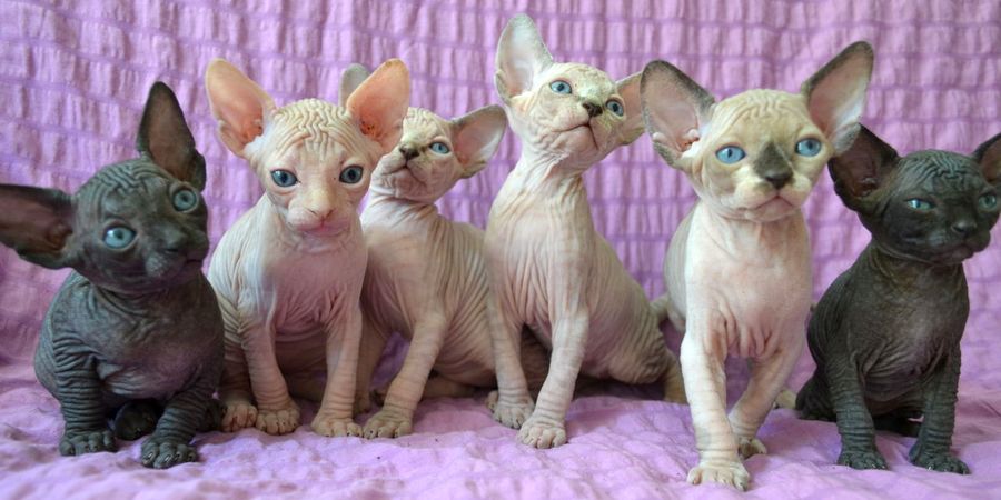 sphynx kittens
