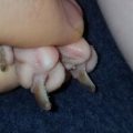 Clipping Sphynx Cat Nails