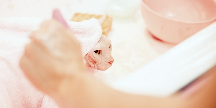 washing sphynx cat