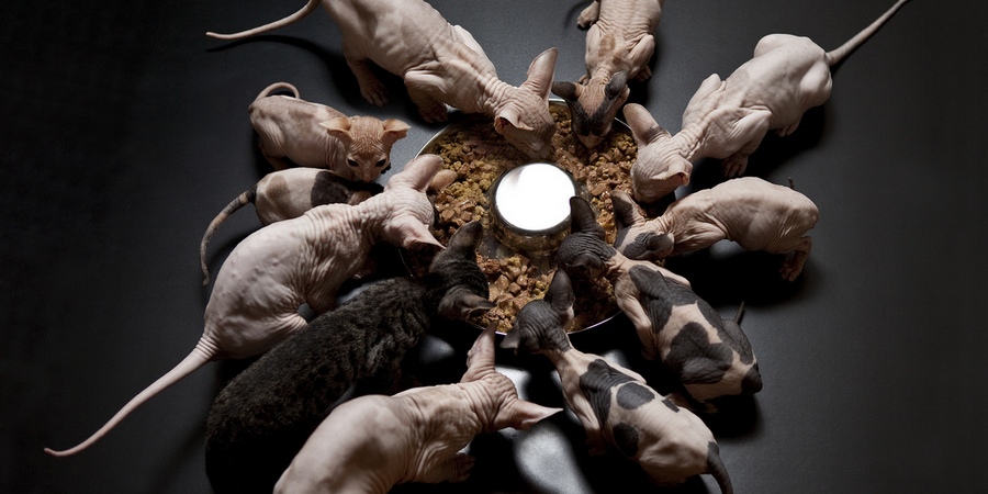 lot of sphynx kittens eating