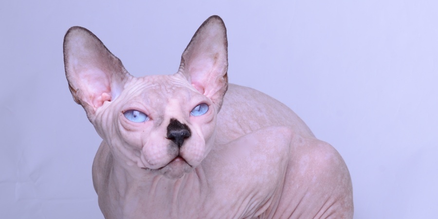 owning a sphynx cat