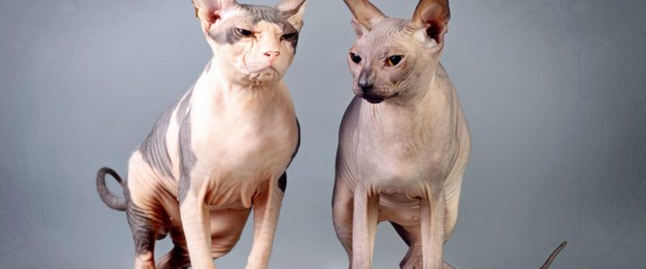 sphynks cat colors
