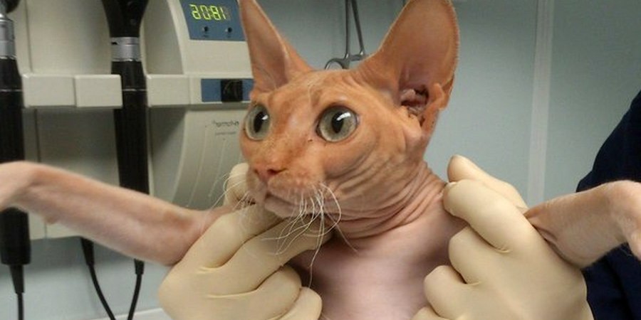 sphynx cat at vet clinic