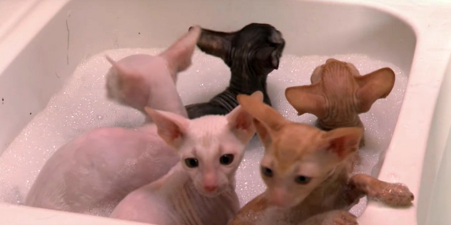 sphynx kittens in the bath