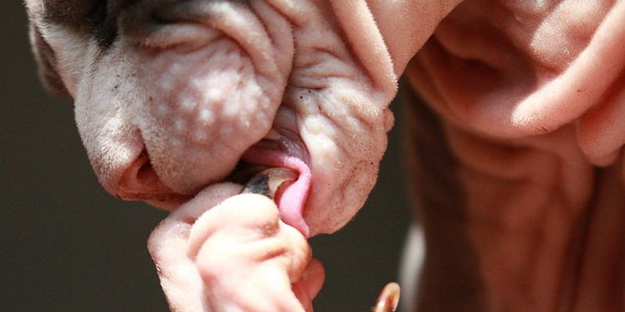 Sphynx cat cleaning claws