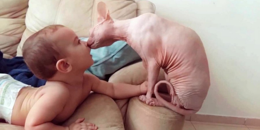 sphynx cat and baby
