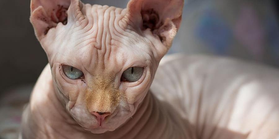 sphynx breed cat