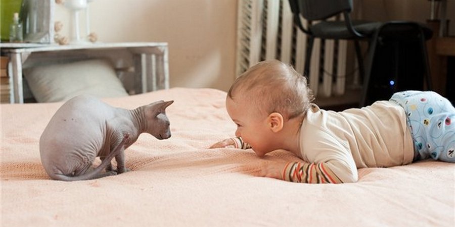 sphynx cat and baby