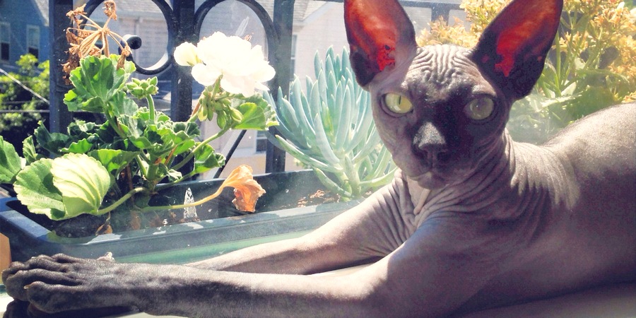 sphynx cat and flowers