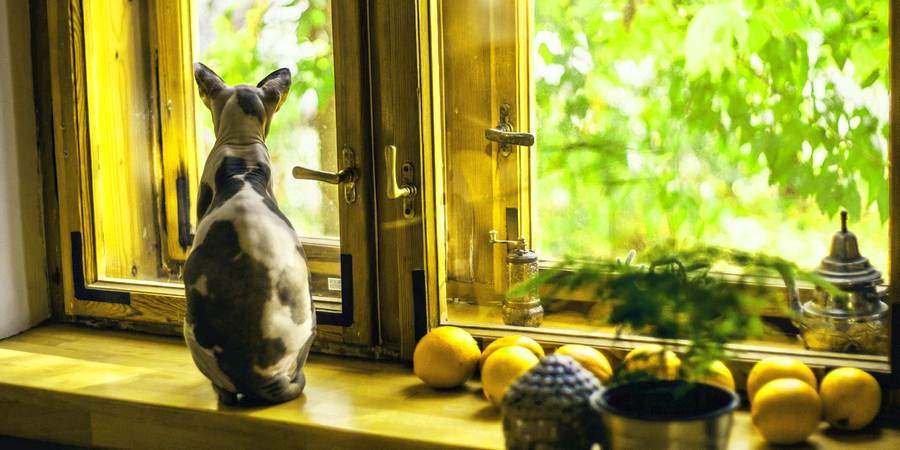 sphynx cat at windows
