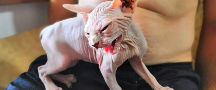 Sphynx cat parasite treatment