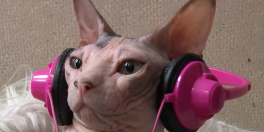 Sphynx cat in headphones