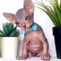 Sphynx kitten